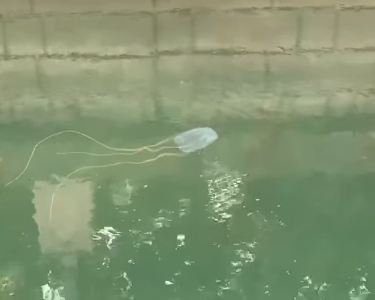 Beach-goers and swimmers at various locations advised to be alert after sightings of dangerous box jellyfish