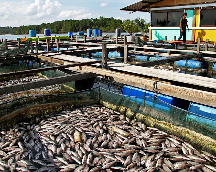 Premature to relocate fish farms over plankton blooms: Maliki