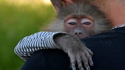 Related article image