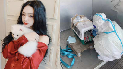mimi-lee-dog-flight-cargo