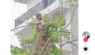 குரங்கு கையில் நாய்க்குட்டி!