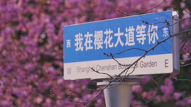 【城市呼吸｜沈斯涵】即使短暂，也要耀眼夺目