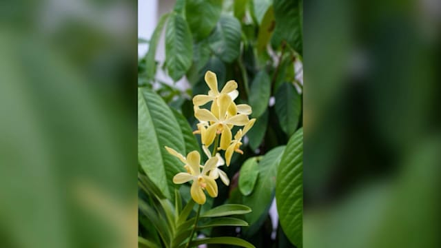 建国总理李光耀逝世11周年 李资政发文纪念