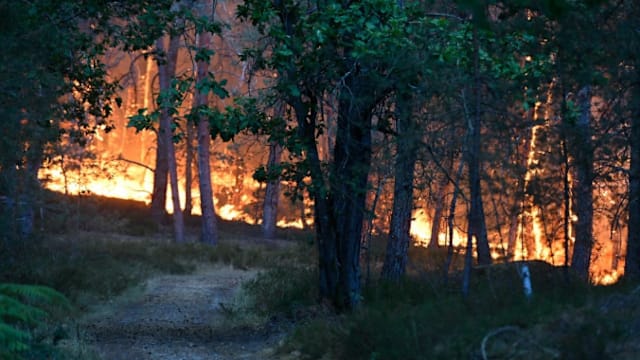 法国枫丹白露森林陷火海 800公顷林地遭焚毁