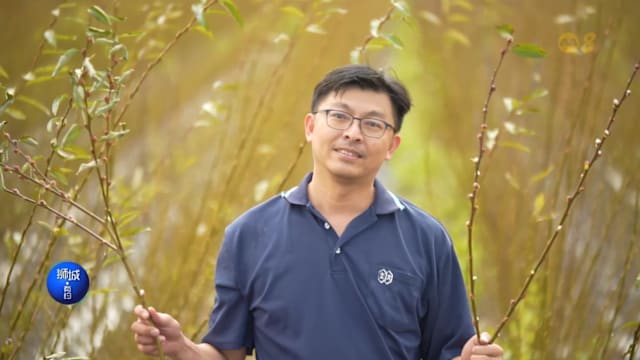 狮城有约 | 台湾银柳迎富贵 一年一收有“银两”