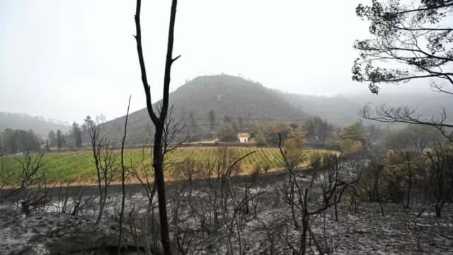 法国天气条件好转 森林野火受控