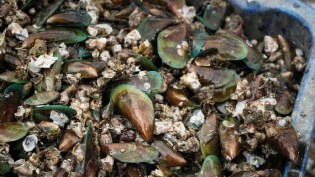 波德申青蚝含有生物毒素 当局呼吁公众不要食用