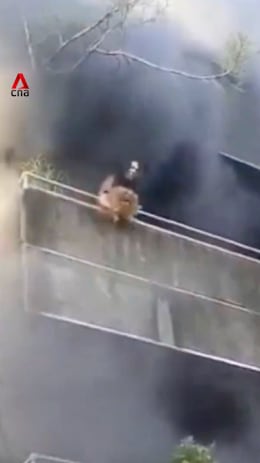 Woman hailed as hero for rescuing dogs from burning building in the Philippines