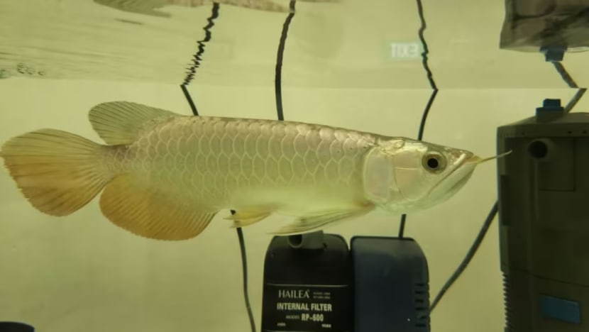 Pendakwa minta hukuman penjara bagi 2 individu dituduh seludup 14 ikan arowana Pendakwa minta hukuman penjara bagi 2 individu dituduh seludup 14 ikan arowana