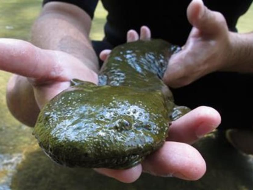 Researchers try to save huge US salamander