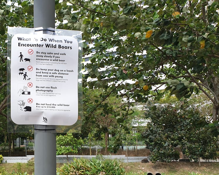Concerned over wild boar attacks, Punggol residents suggest patrols, culling or relocating the animals