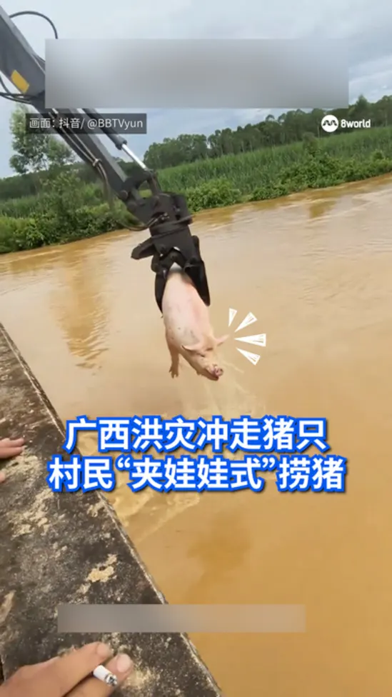 20260709_pigs_vod_01