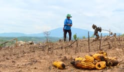 Thailand’s mega maize farms: The cost of feeding the world’s appetite for meat | Video