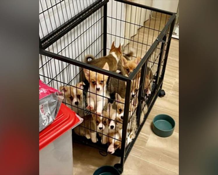 Illegal breeder who kept 19 dogs in terrace house fined S$9,000