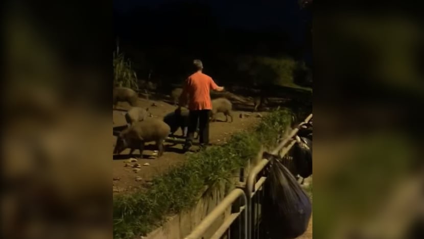 9 people caught feeding, watching wild boars to be fined for breaching circuit breaker rules: NParks