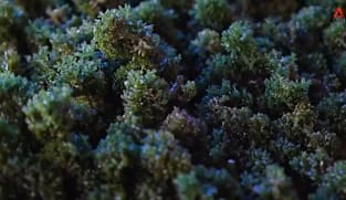 CNA Correspondent - Inside Indonesia's Seaweed Economy