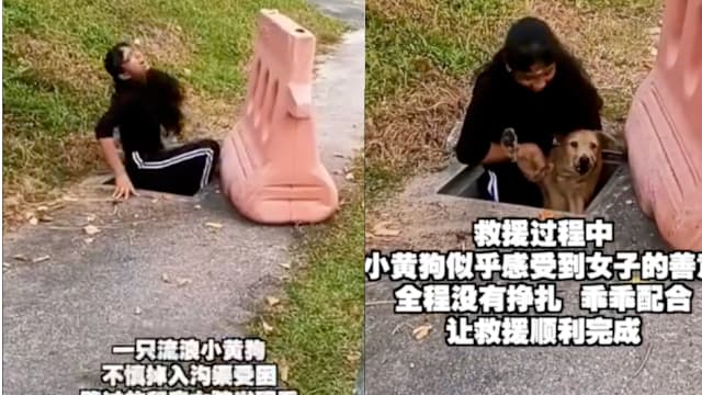 流浪狗跌入沟渠 马国少女下沟救狗善举获赞
