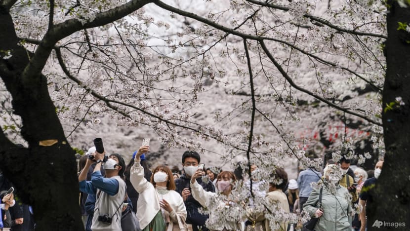 Sakura forecast for 2023: When and where to spot cherry blossoms around Japan? Sakura forecast for 2023: When and where to spot cherry blossoms around Japan?
