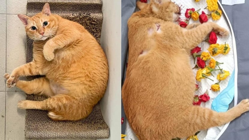 Toa Payoh cat abuse: Man remanded after allegedly abusing sixth cat by slamming it against wall Toa Payoh cat abuse: Man remanded after allegedly abusing sixth cat by slamming it against wall