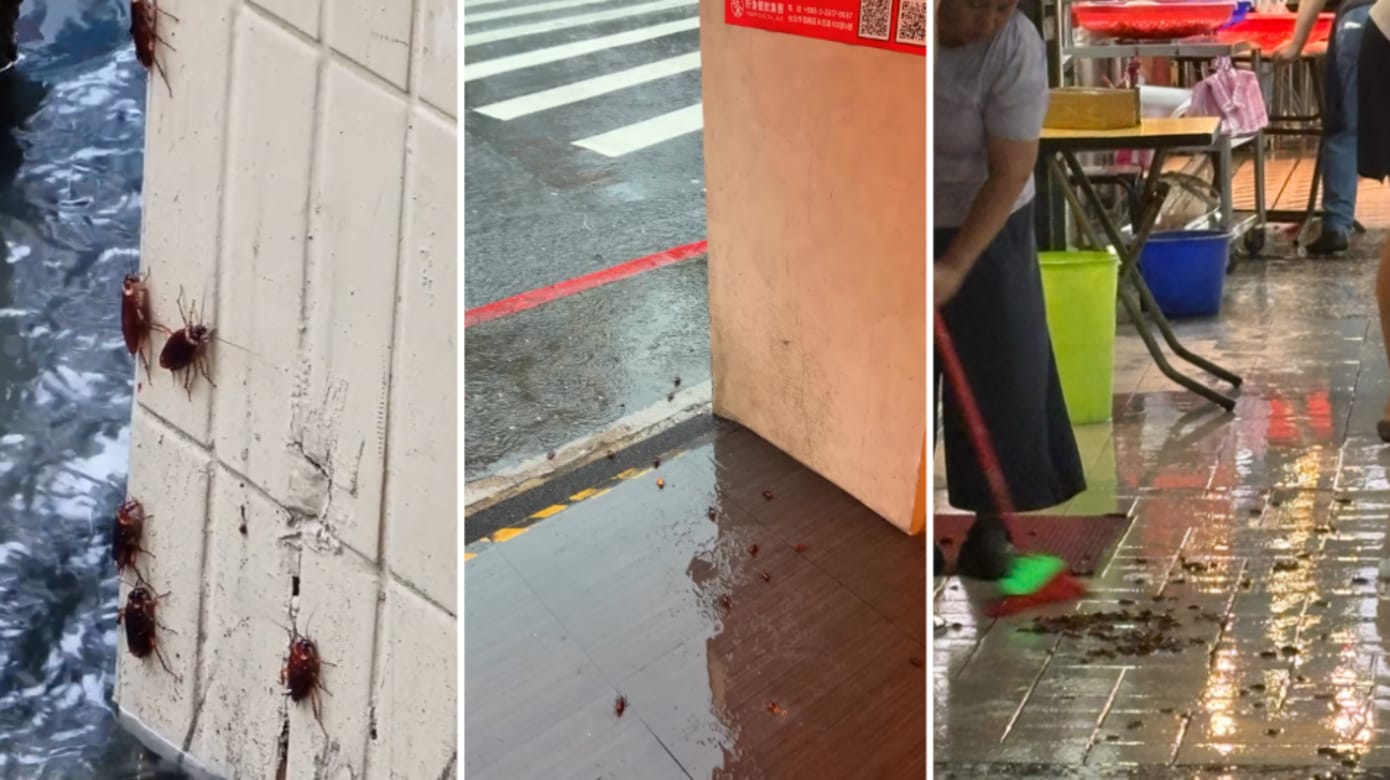 台北暴雨多处积水 街头蟑螂疯狂窜出