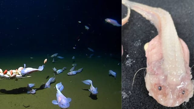 日海沟发现“最深海怪鱼” 接近鱼类生存极限