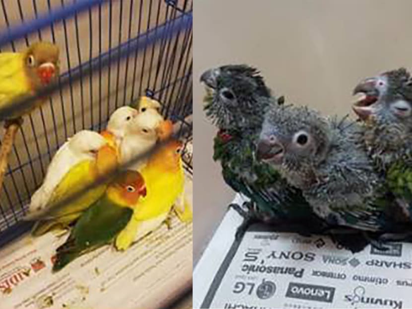 Rosly Abdul Rahim was offered S$100 to collect the birds — most of them endangered — from Malaysia and transport them to Singapore. Photo: Immigration & Checkpoints Authority/Facebook