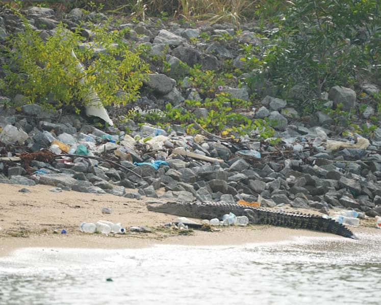 Crocodile spotted on Marina East beach to be put down over public safety concerns