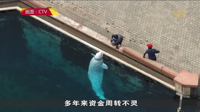 加拿大停业海洋公园濒临破产 威胁对约30头白鲸实施安乐死