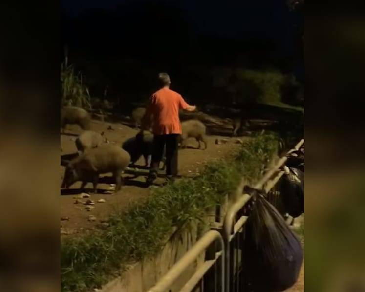 9 people caught feeding, watching wild boars to be fined for breaching circuit breaker rules: NParks