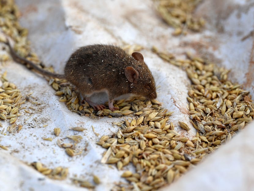 A mouse on a plastic sheet used as a trap on Mr Terry Fishpool's farm in the New South Wales' agricultural town of Tottenham in Australia on June 2, 2021.