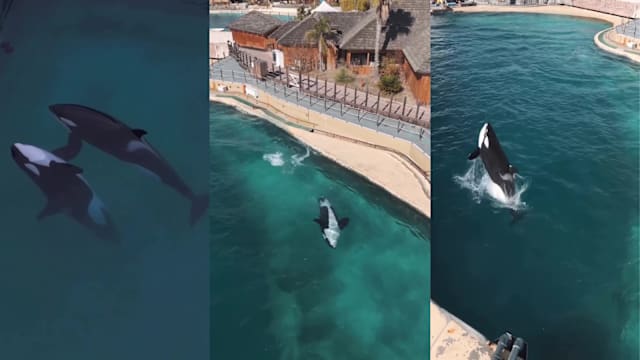 受困废水族馆 虎鲸母子见无人机卖力表演惹心酸