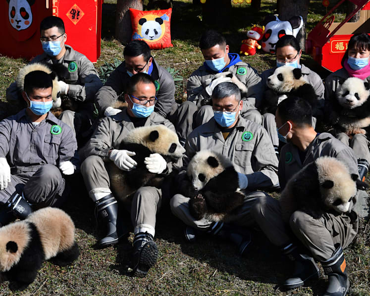 Commentary: Will new UN biodiversity targets stop the decline of wildlife?