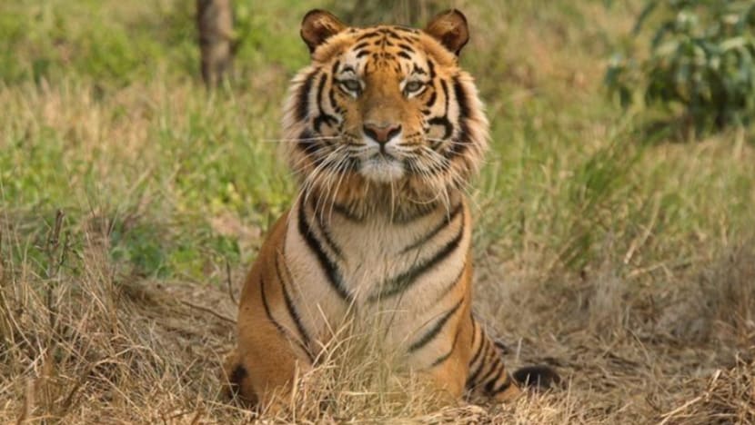 Guna Obsession Calvin Klein untuk perangkap harimau