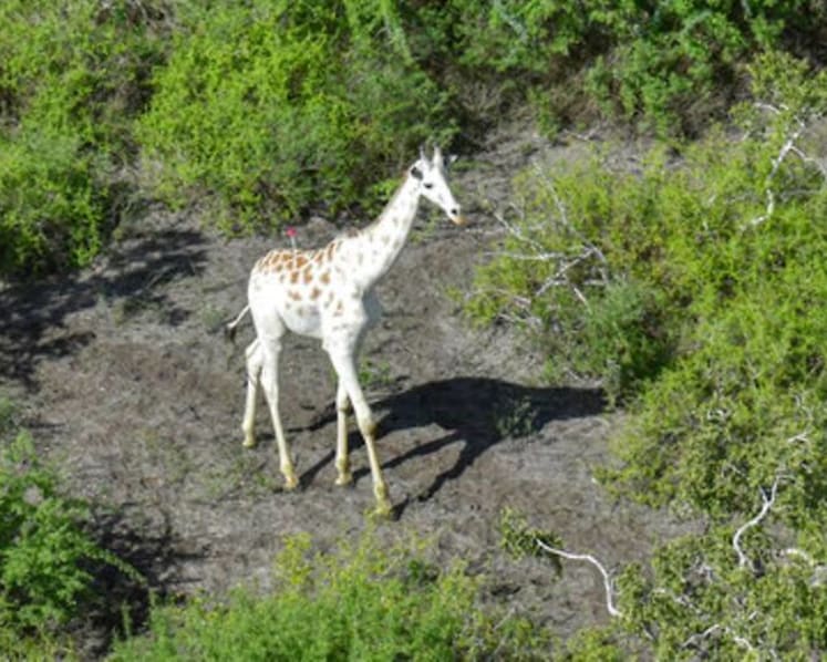 World's last known white giraffe gets GPS tracking device