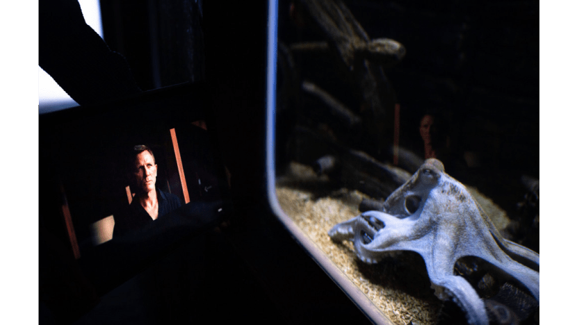 This Octopus Is Named Gamora And It Has A James Bond Obsession