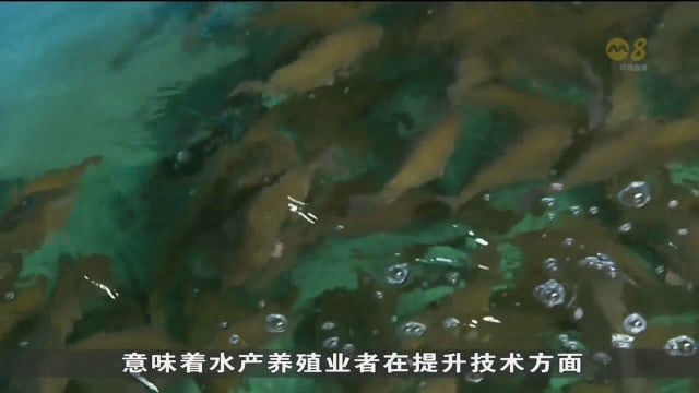 南部海域空间招标 水产养殖业者称面对重重挑战