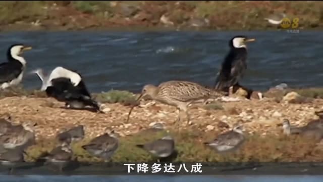 迁徙路上增设人工漂浮湿地 澳洲保育人士冀提高候鸟生存率