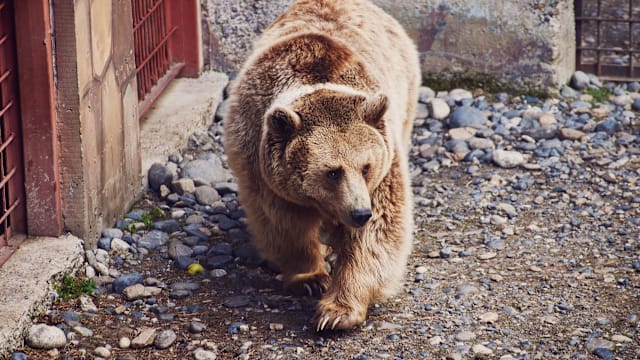 两藏马熊闯入西藏民宅 男子学狗叫逃过一劫