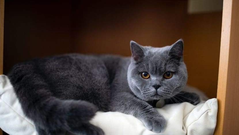 Tahukah anda 8 Ogos adalah Hari Kucing Antarabangsa? Tahukah anda 8 Ogos adalah Hari Kucing Antarabangsa?