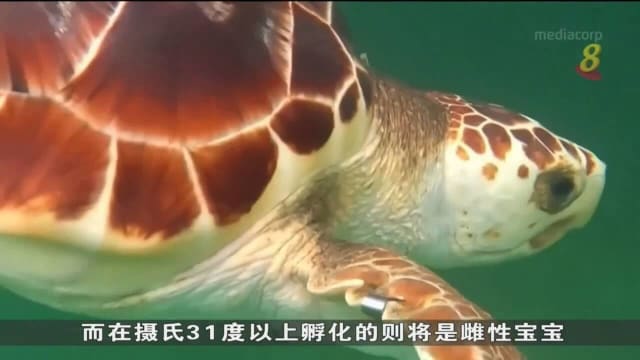 佛罗里达州连续四年面临最热夏天 海龟数量或急剧下降
