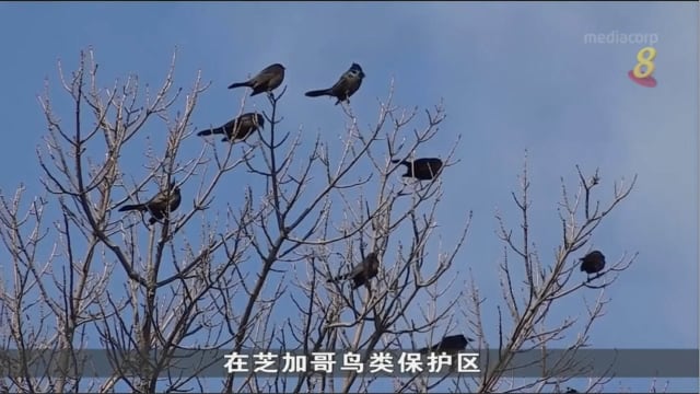 研究：受全球暖化影响 一些鸟类提早一个月下蛋