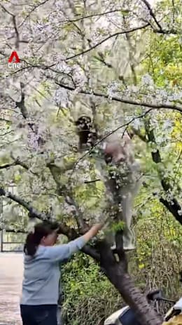Woman uproots cherry blossom tree in Shanghai after climbing it for photo