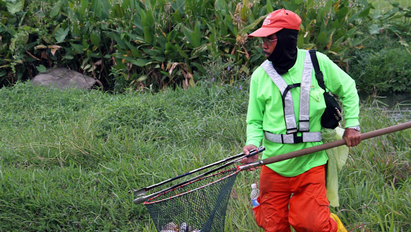 Mass fish deaths at Bishan-Ang Mo Kio Park