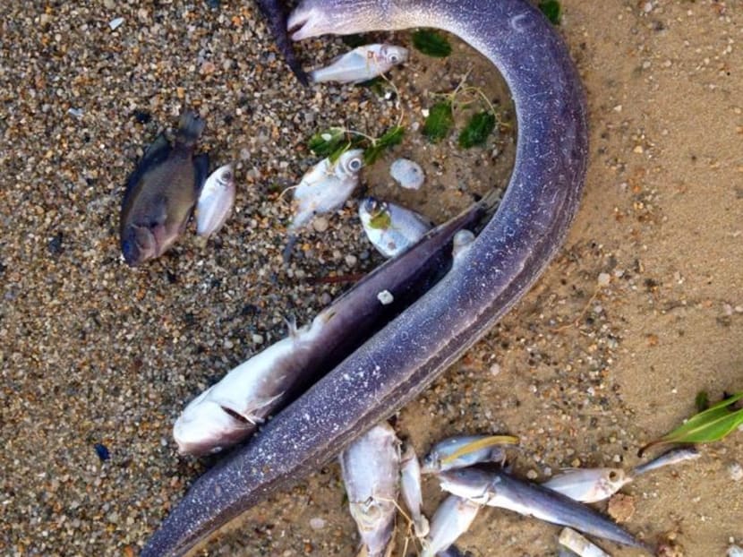 Piles of dead fish at Pasir Ris beach