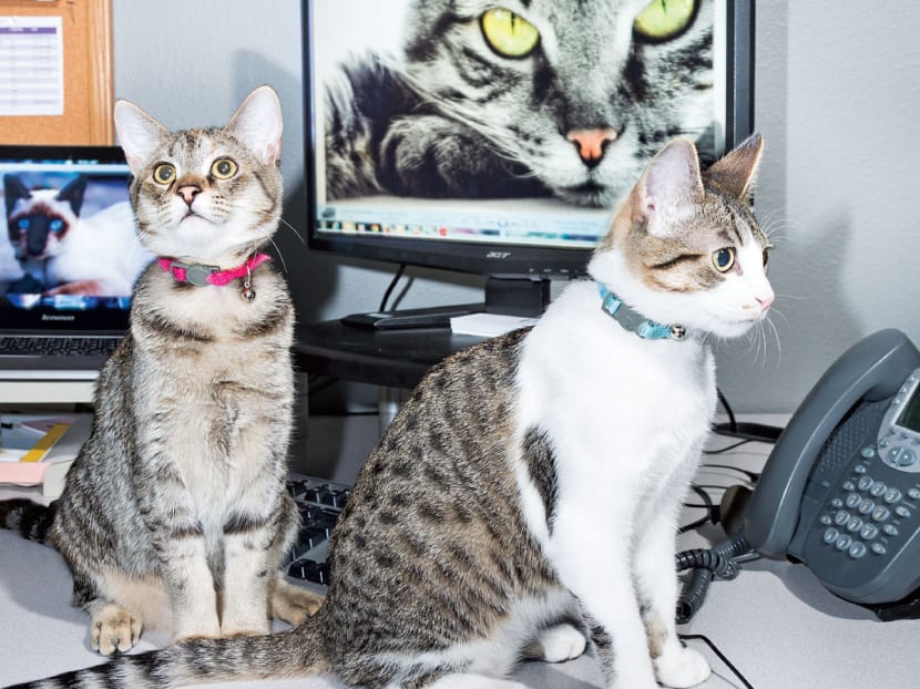 New front in cat content wars: Catster attempts to bring the web’s cat obsession offline