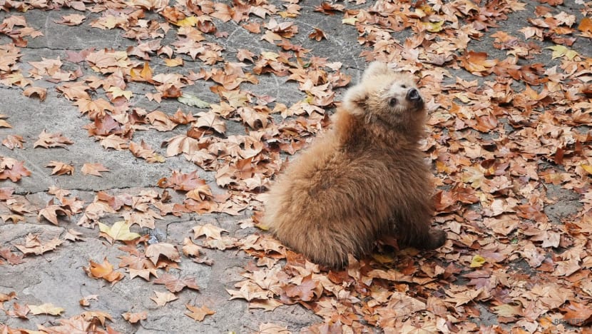 Shanghai bear cub Junjun becomes breakout star Shanghai bear cub Junjun becomes breakout star