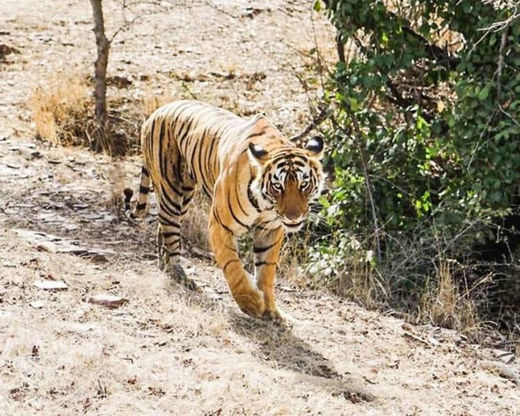 The heart-stopping experience of tracking tigers in Rajasthan