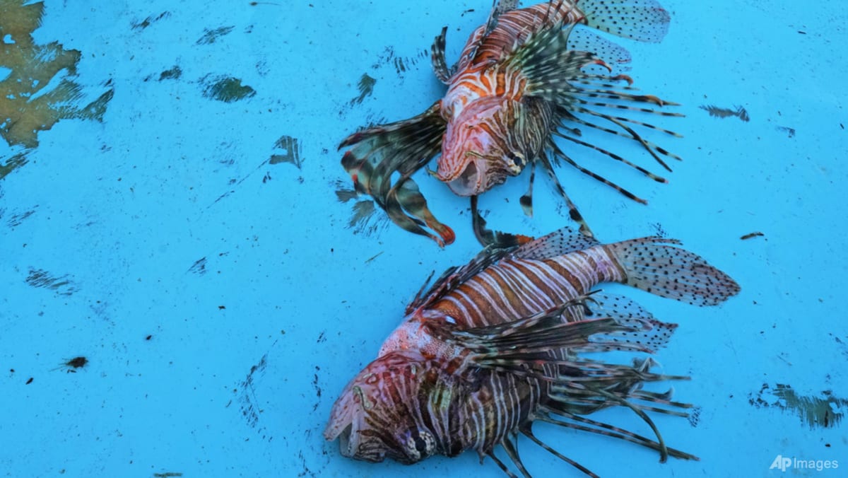 The Mediterranean's warming waters are drawing hundreds of invasive species