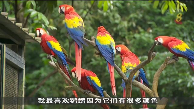 裕廊飞禽公园倒数一个月搬迁 不少家长趁周末带孩子旧地重游