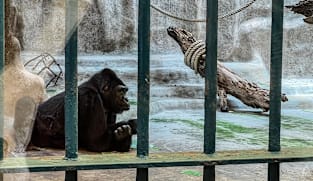 FOKUS: Sepi di mata Bua Noi, gorila yang 40 tahun dikurung dalam mal Bangkok